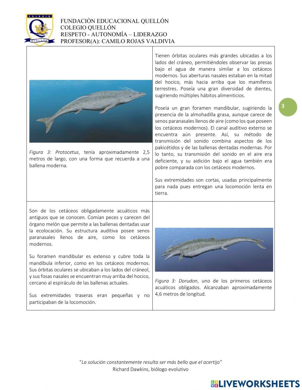 Evolución de los cetáceos