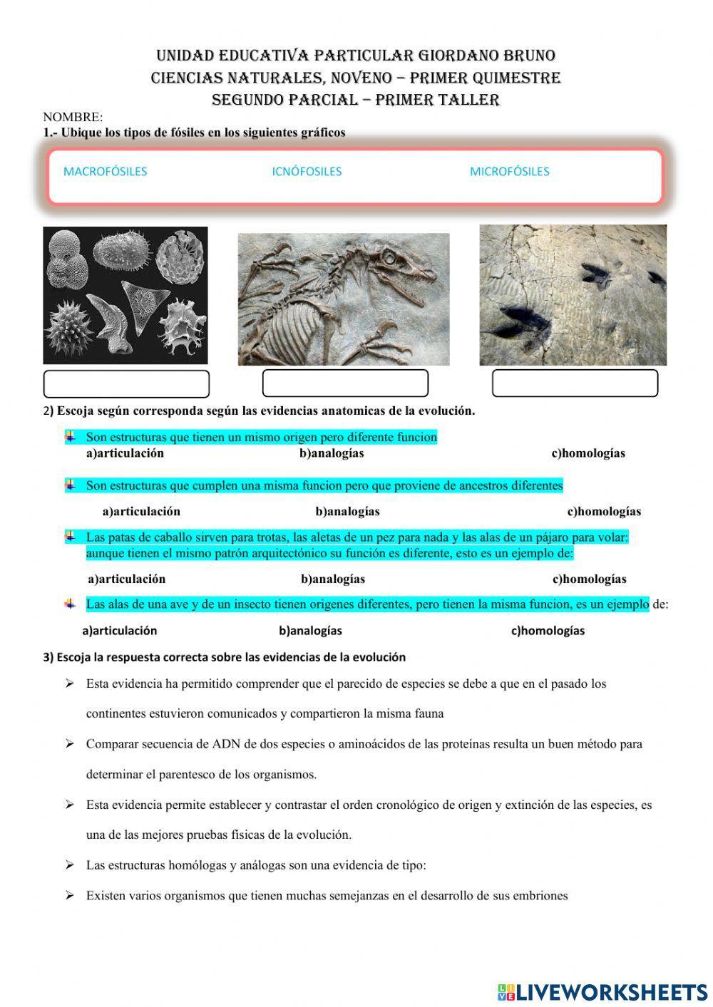 Evidencias de la evolución