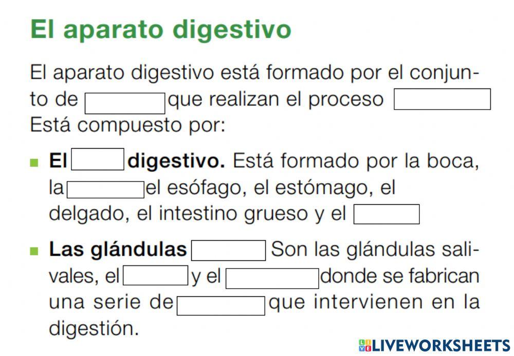 El aparato digestivo