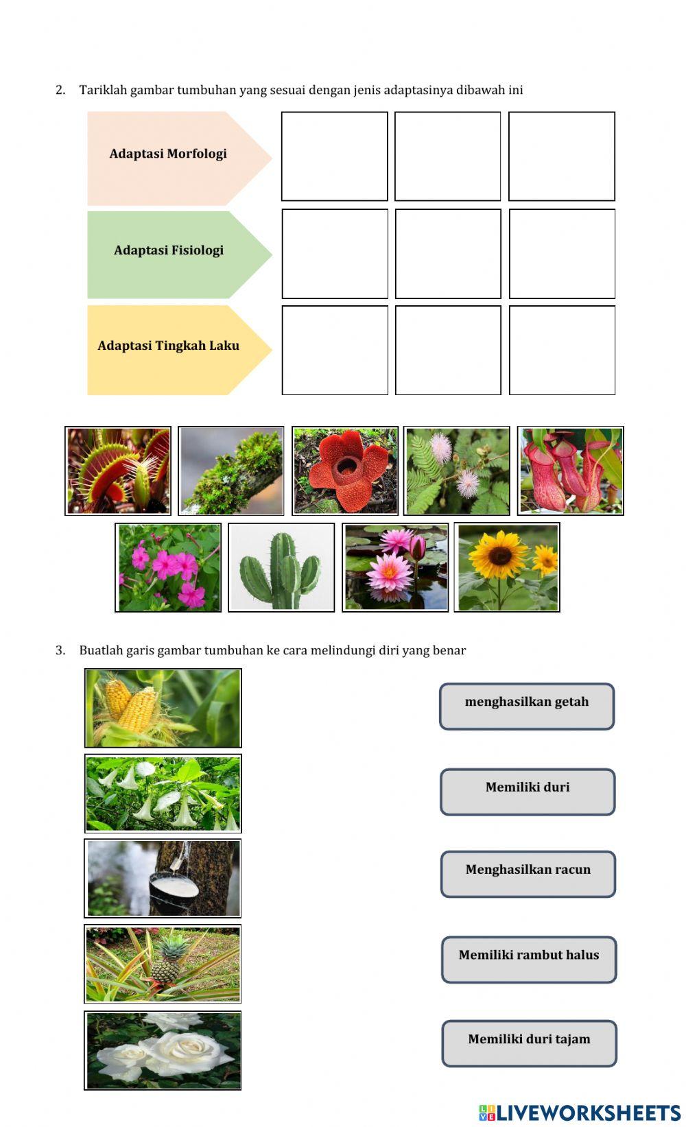 Penyesuaian diri tumbuhan