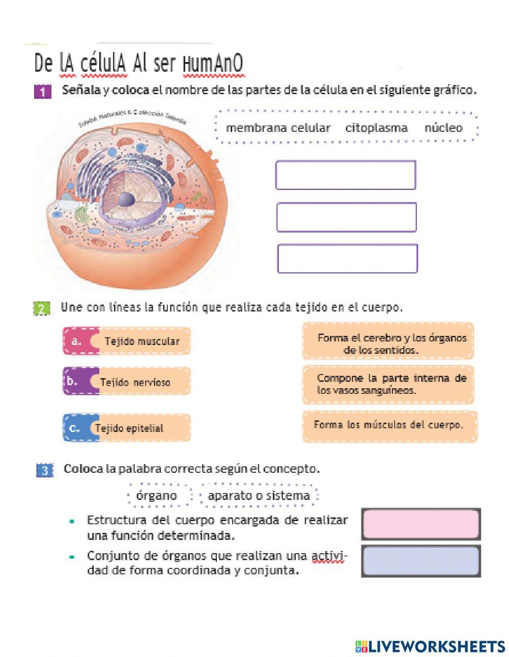 PARTES DE LA CELULA