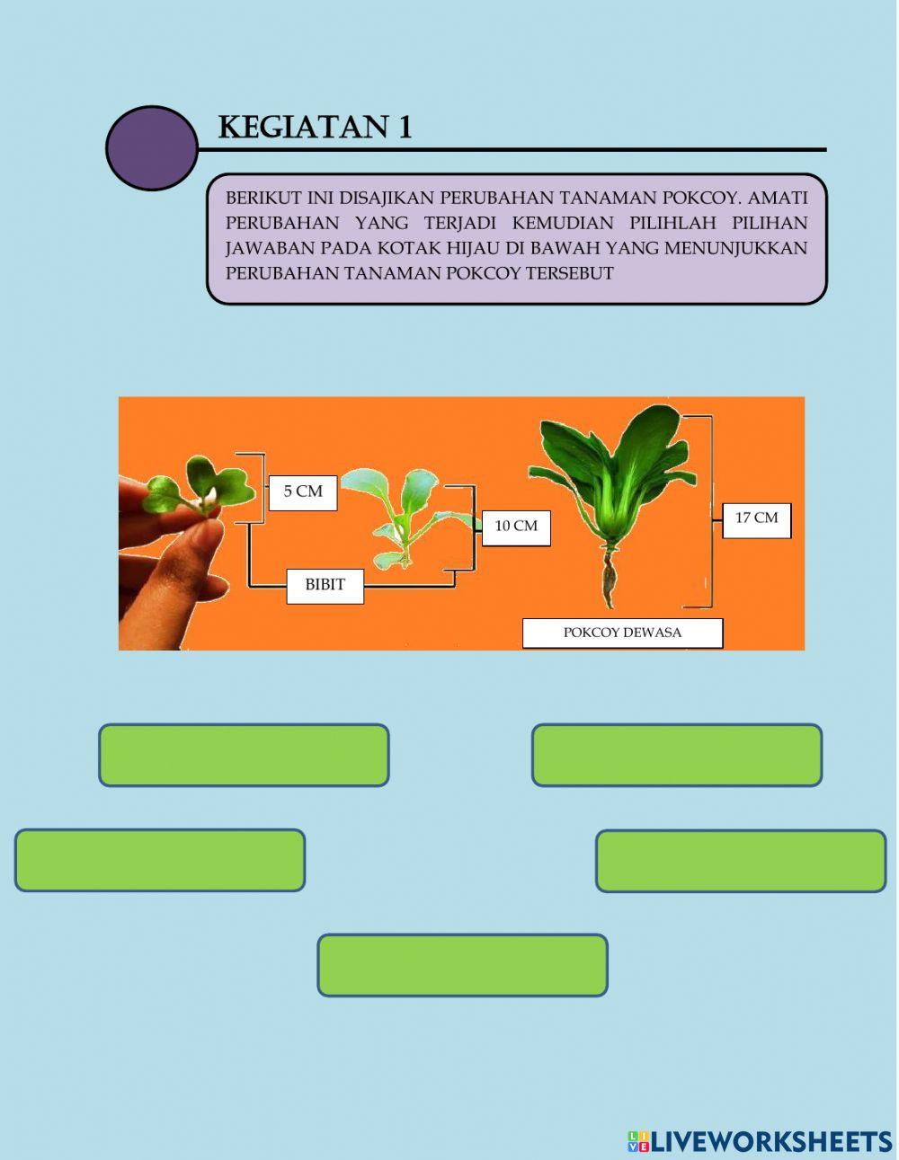 Pertumbuhan dan perkembangan