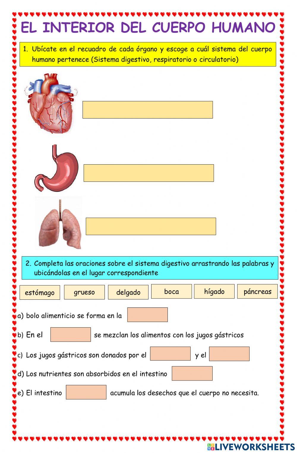 El interior del cuerpo humano