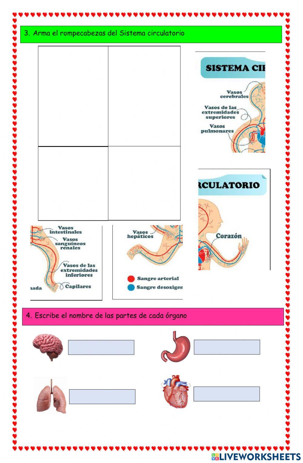 El interior del cuerpo humano