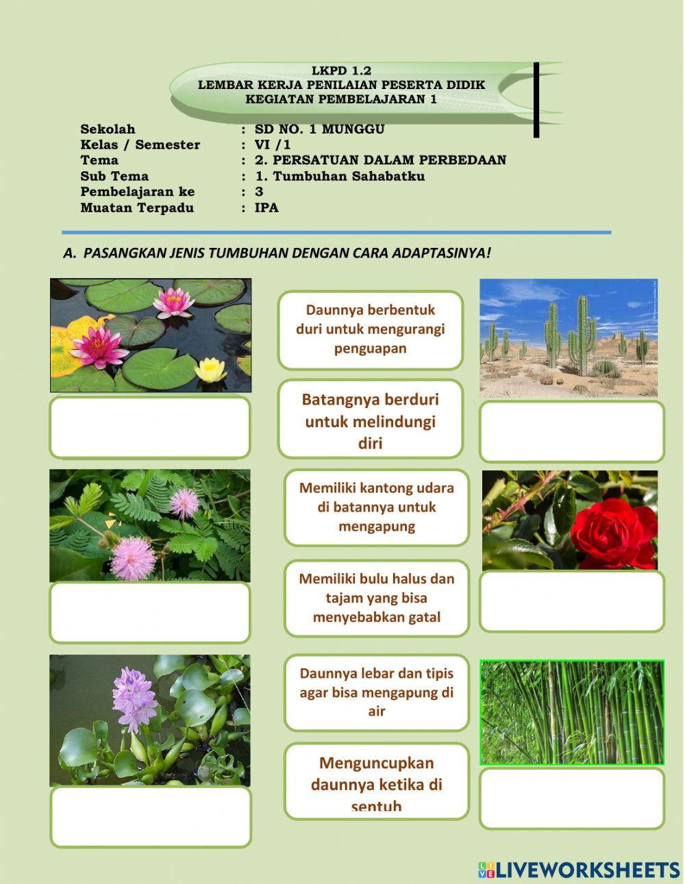 Tema 2 Subtema 1 Pemb.3