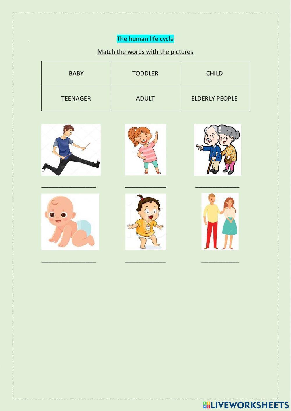 the-human-life-cycle-worksheet-live-worksheets
