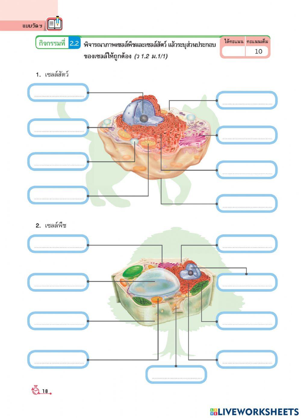 ใบงานที่ 1