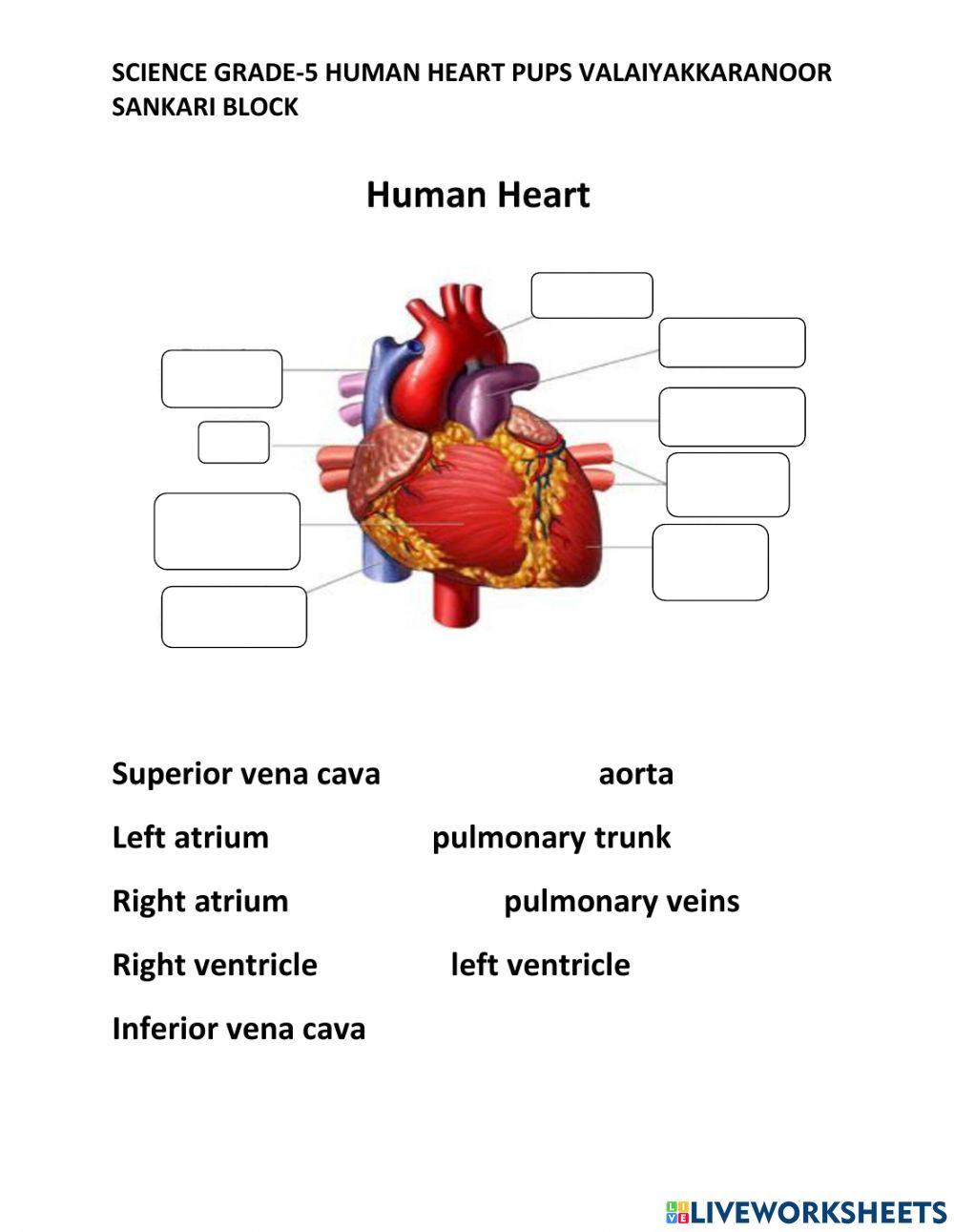 Human heart