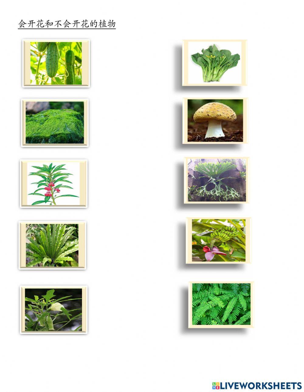 一年级科学单元六植物的特征