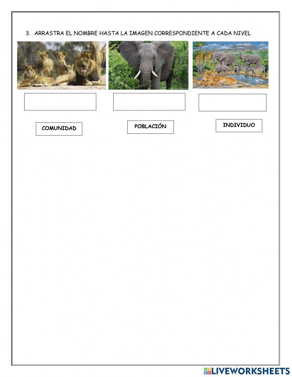 Niveles de organizacion de los seres vivos