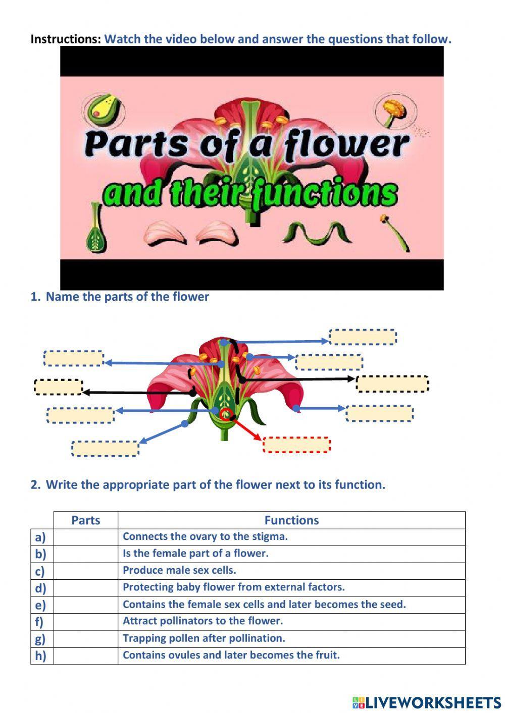 Parts of a flower and their functions