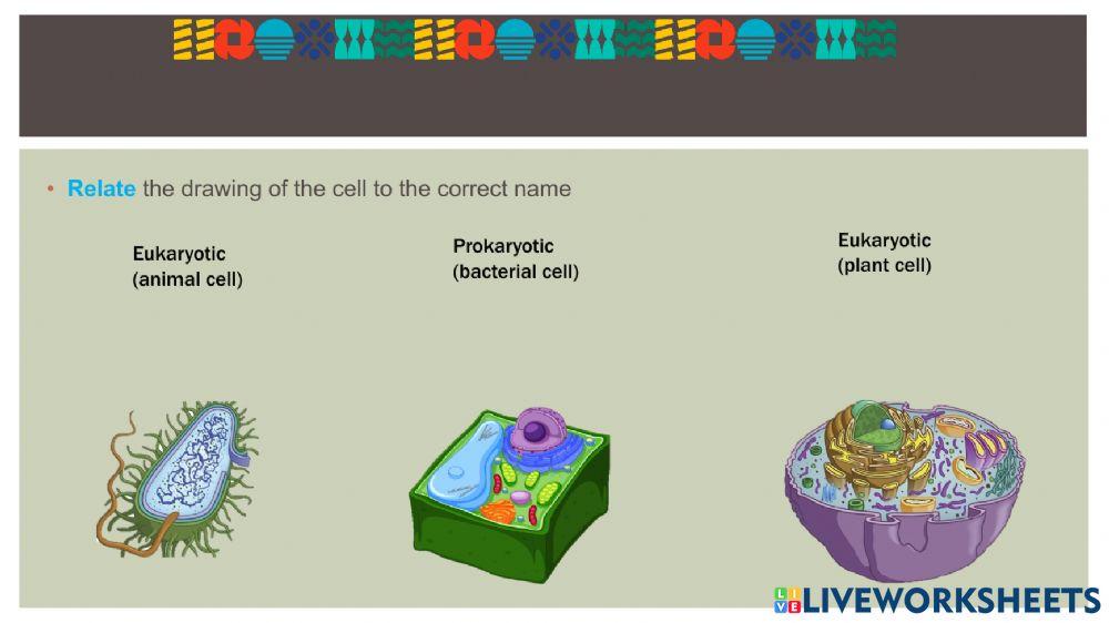 Cell Types Comparison Chart