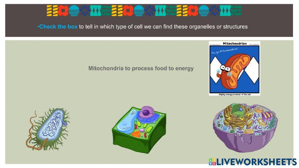 Cell Types Comparison Chart