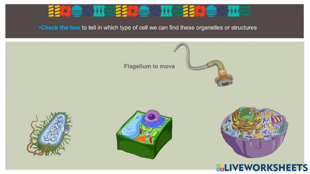 Cell Types Comparison Chart