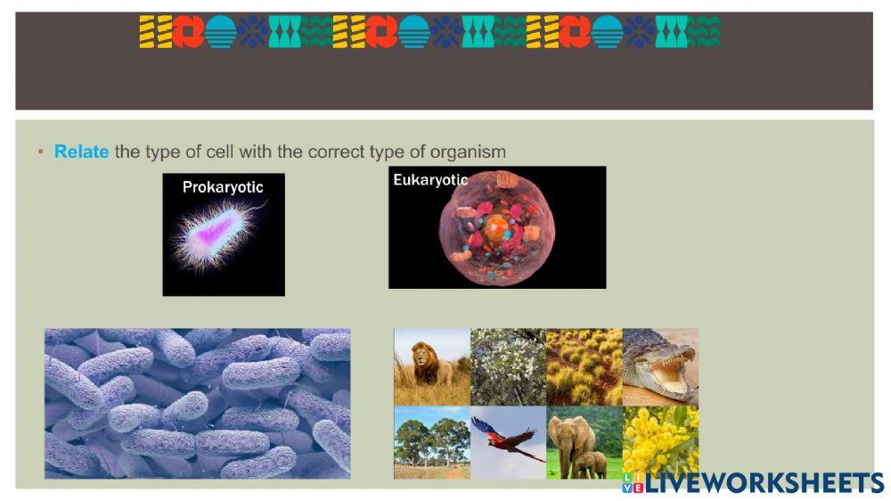 Cell Types Comparison Chart