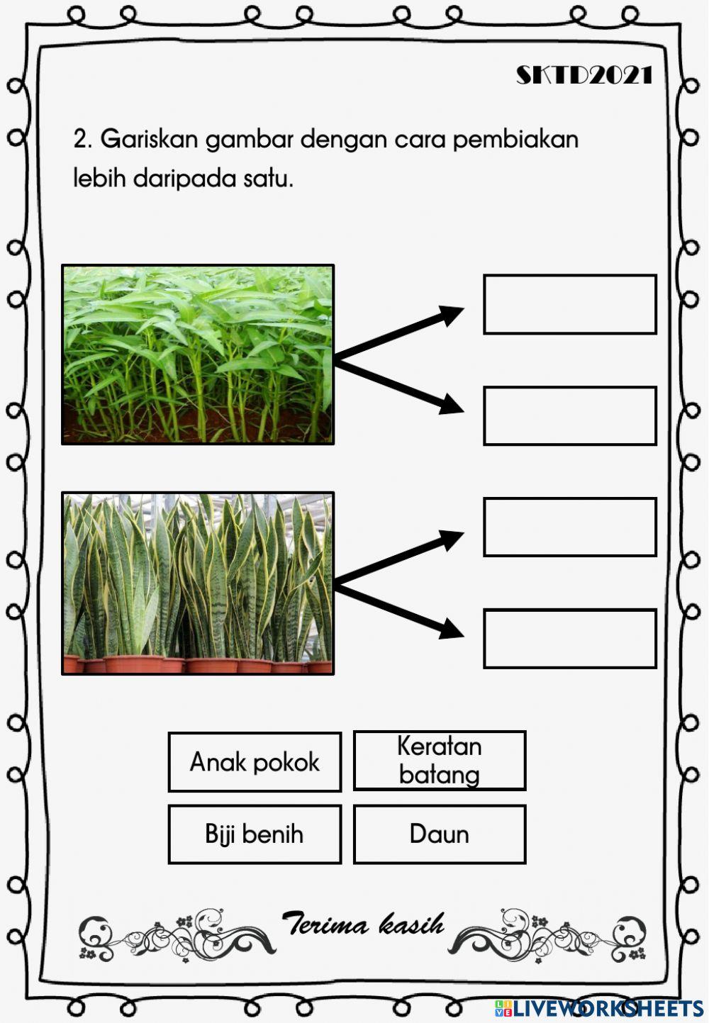 Cara pembiakan tumbuhan
