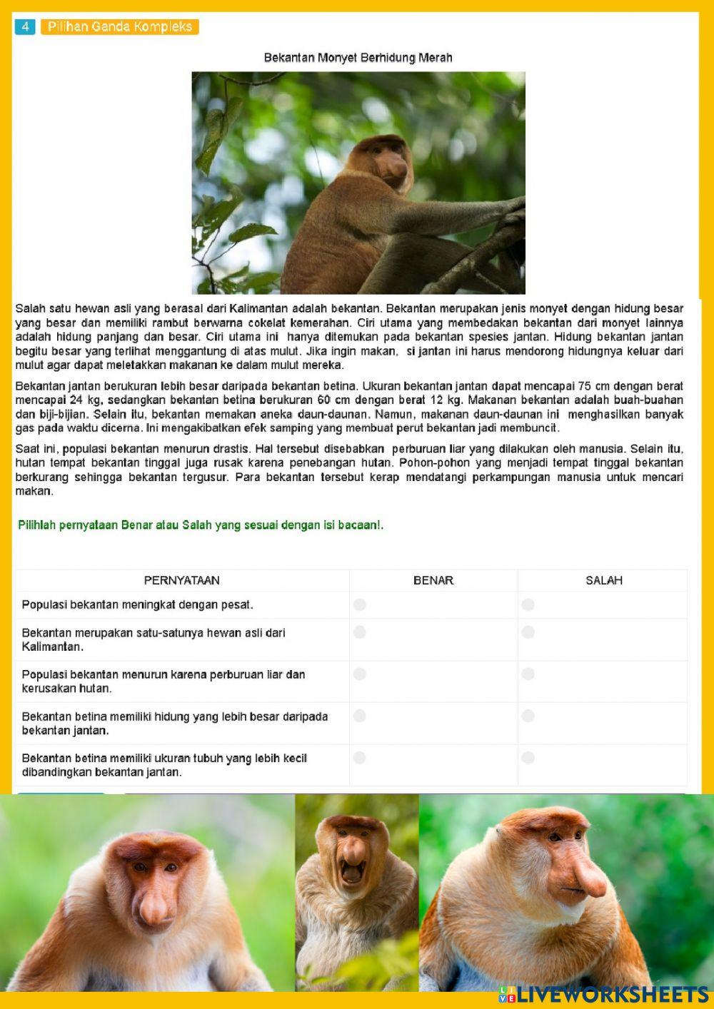 Latihan Soal Asesmen Nasional ANBK 2 kelas 5