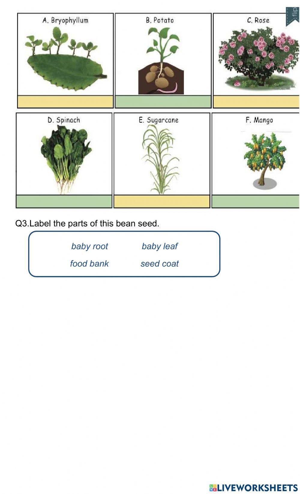 Reproduction of plant and state of matter