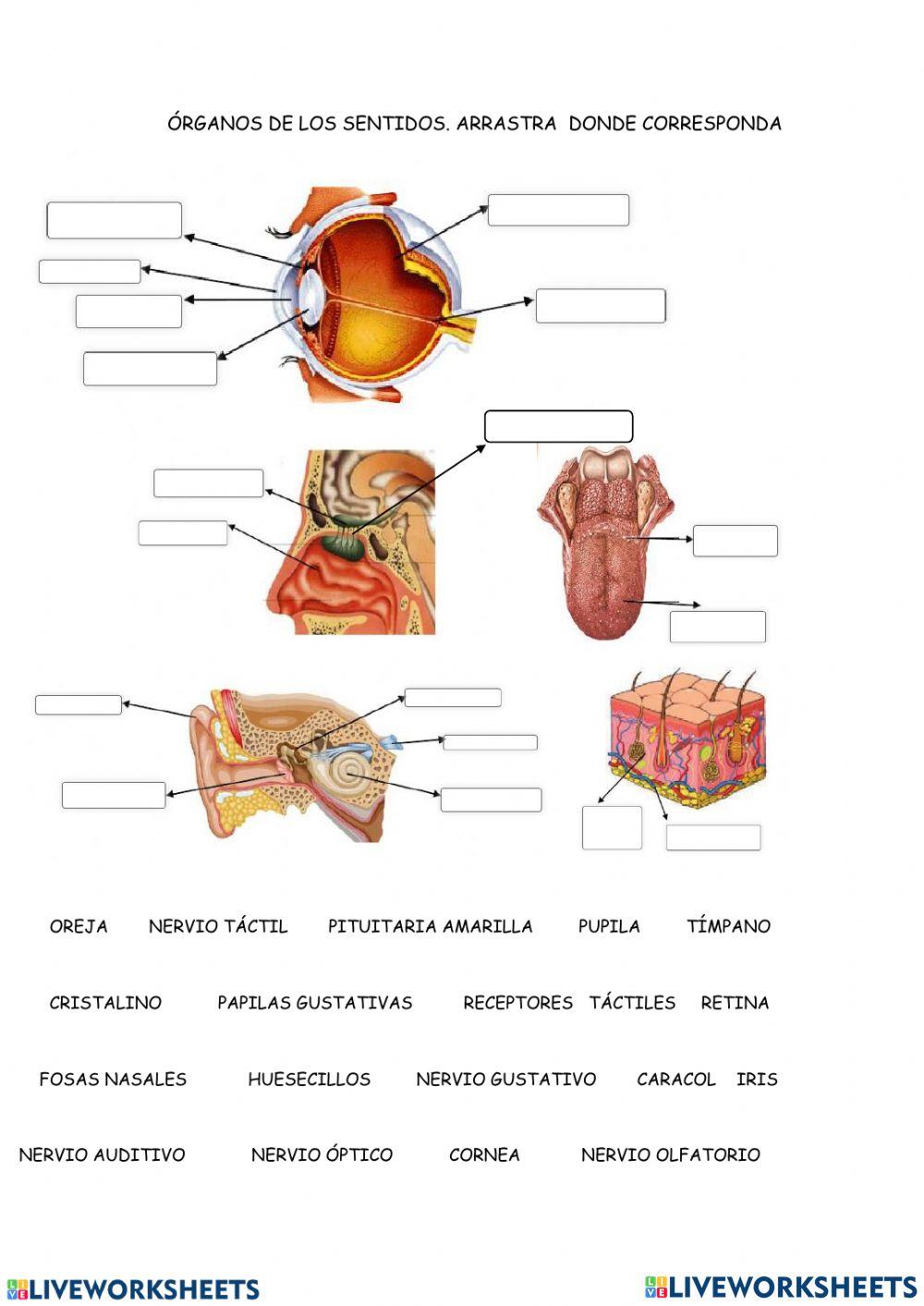Organos de los sentidos