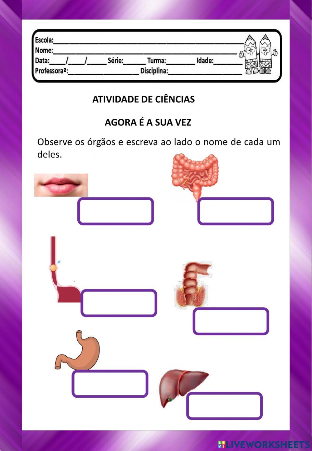 Alimentação e o Sistema Digestório