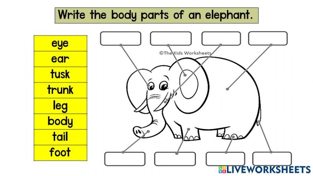 Year 1 Unit 3 The Elephant