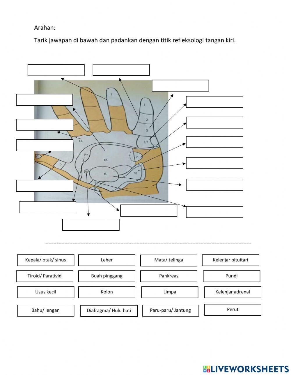 Titik refleksologi tangan kiri