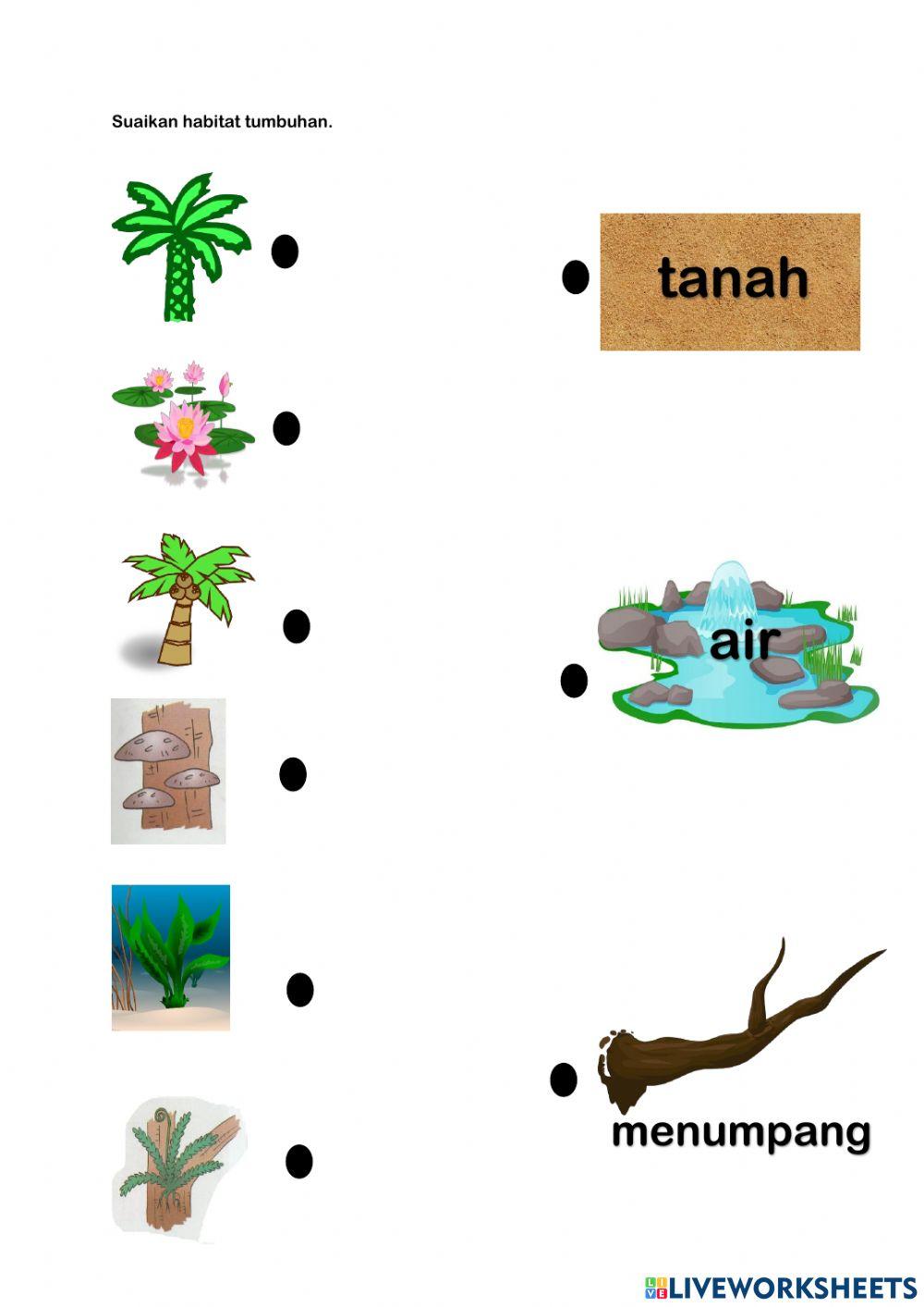 Habitat tumbuhan