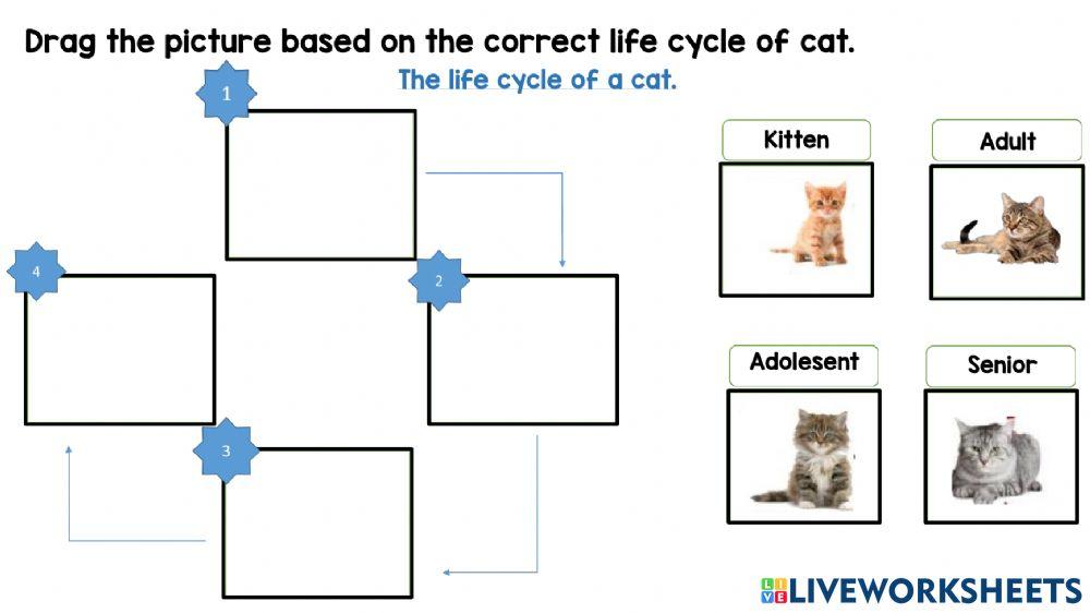 Life cycle cat