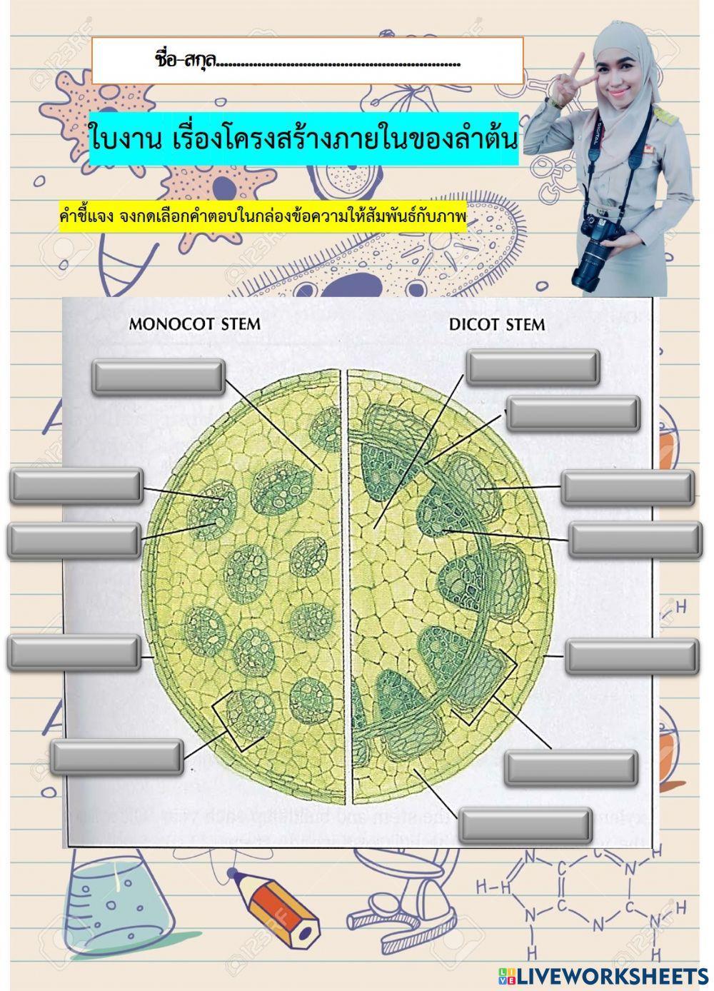 ใบงาน โครงสร้างภายในของลำต้น