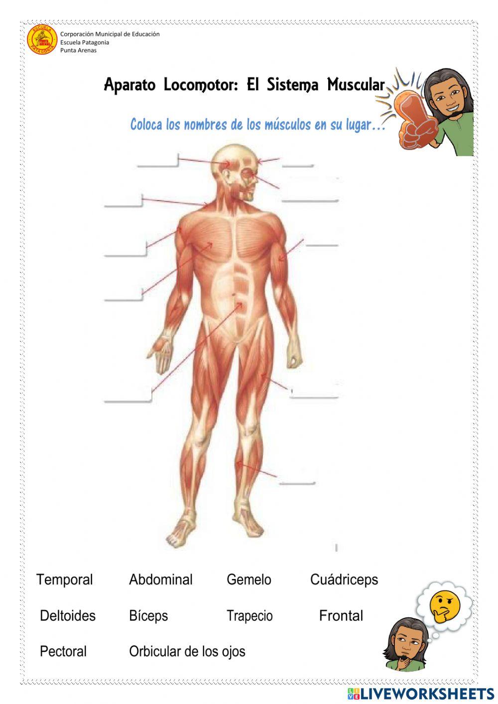 Sistema Muscular