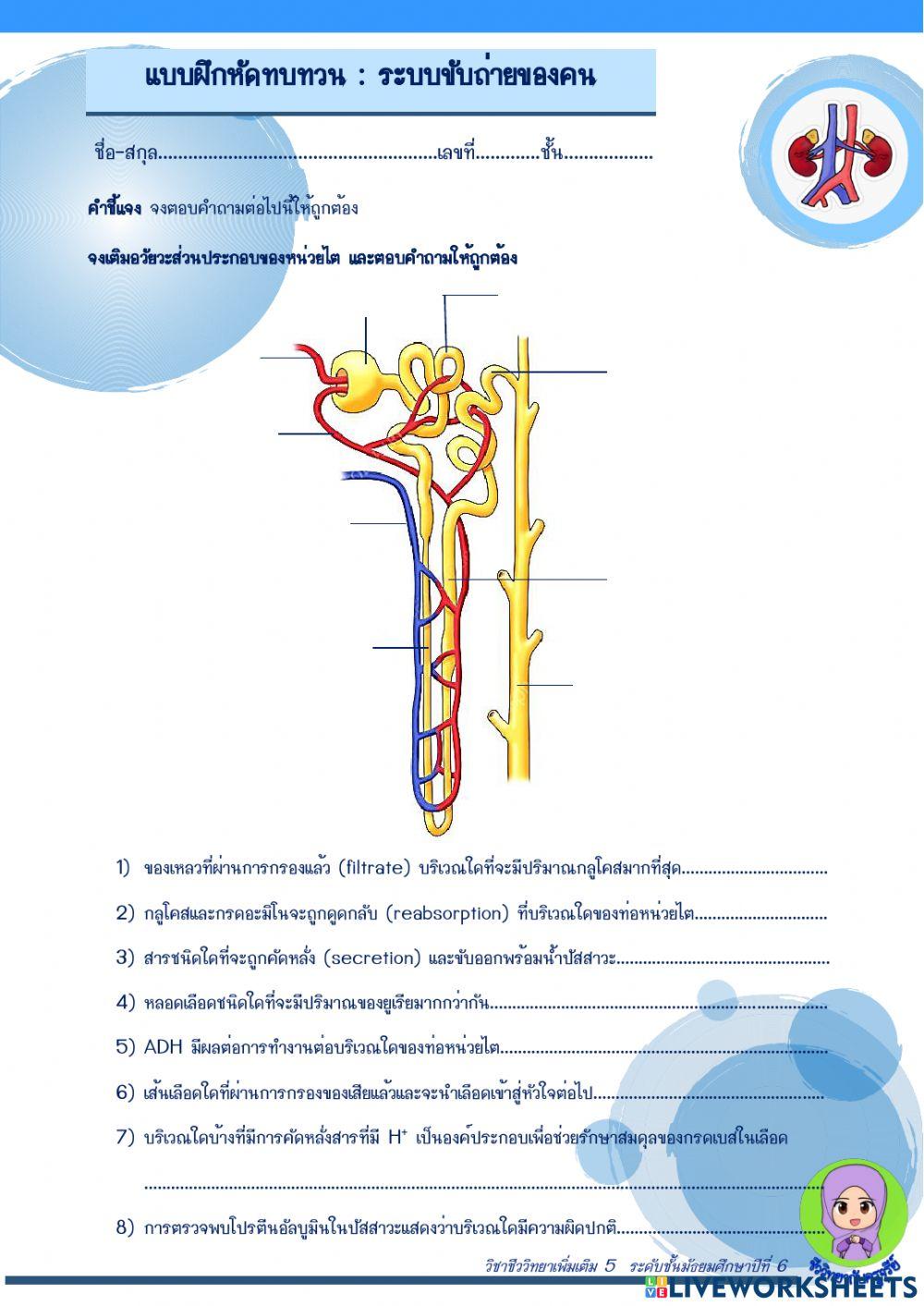 แบบฝึกหัด ระบบขับถ่ายของคน