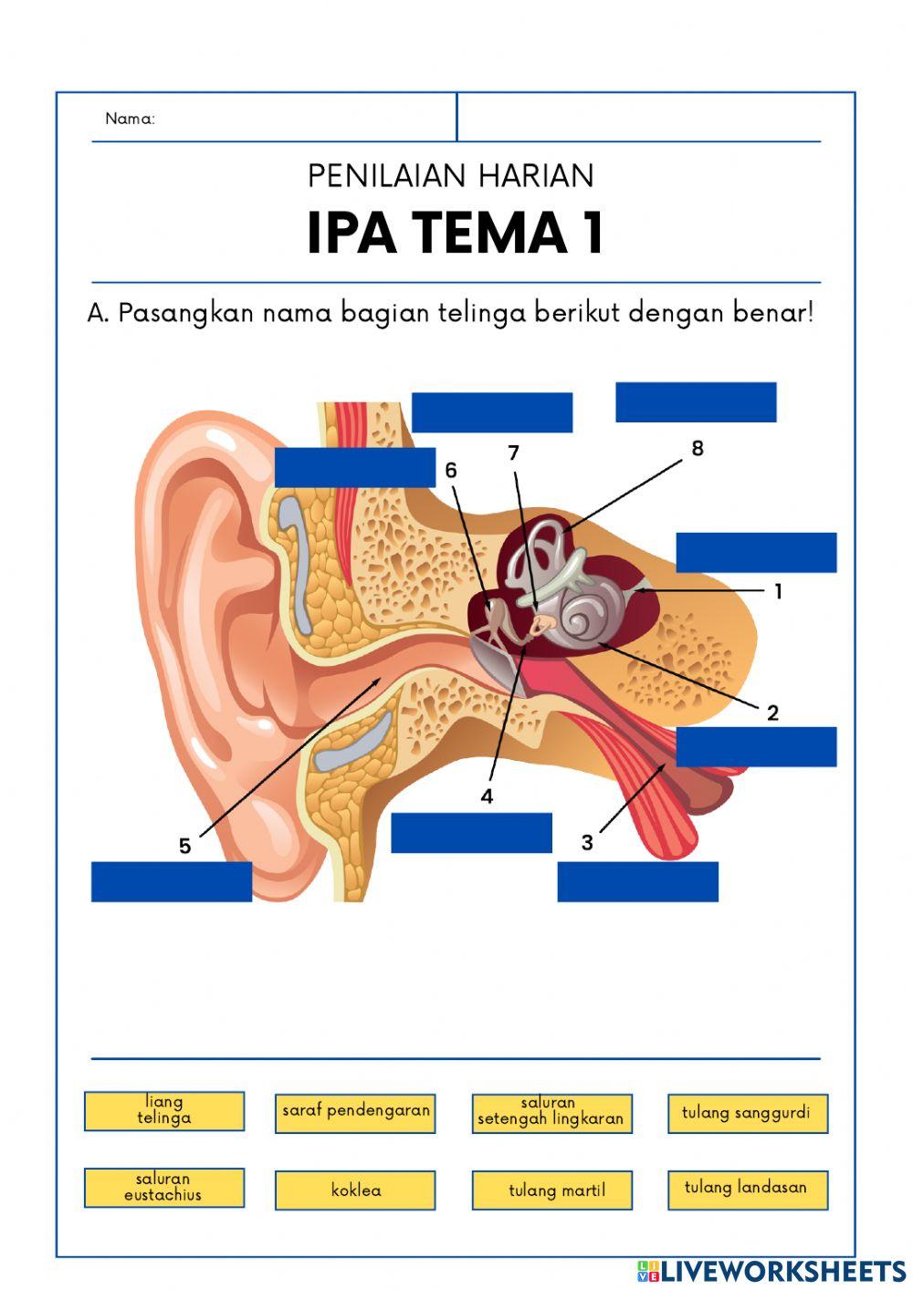 PH IPA Tema 1