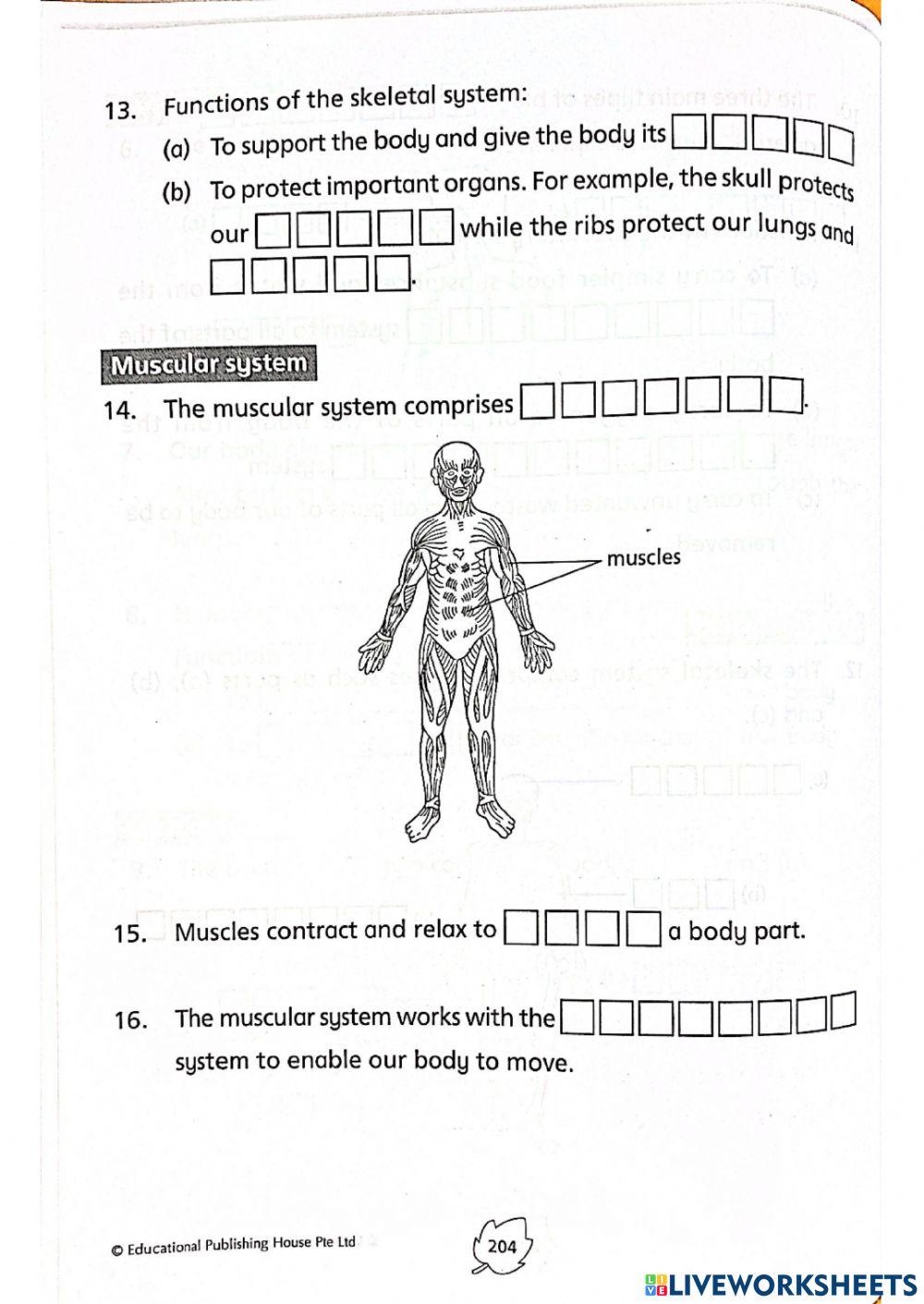 Human Body Systems