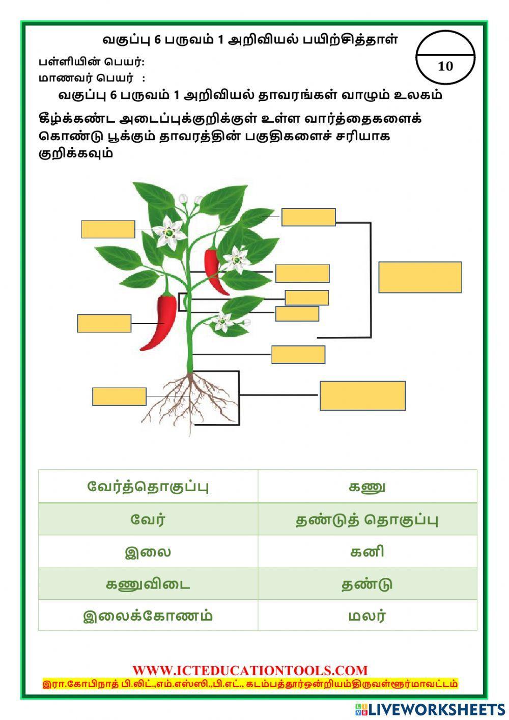 Std 6 science world of plants