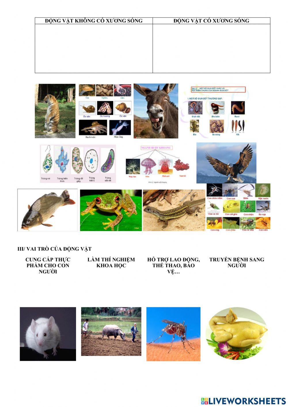 Bài 2. phân biệt động vật với thực vật. vai trò của động vật
