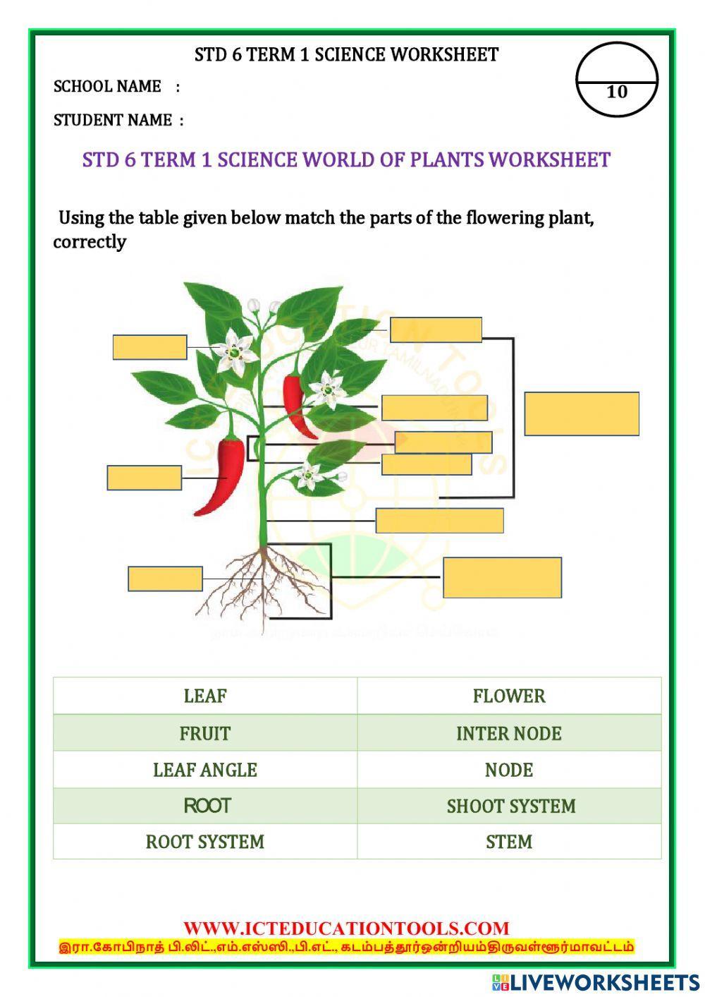 Std 6 science world of plants