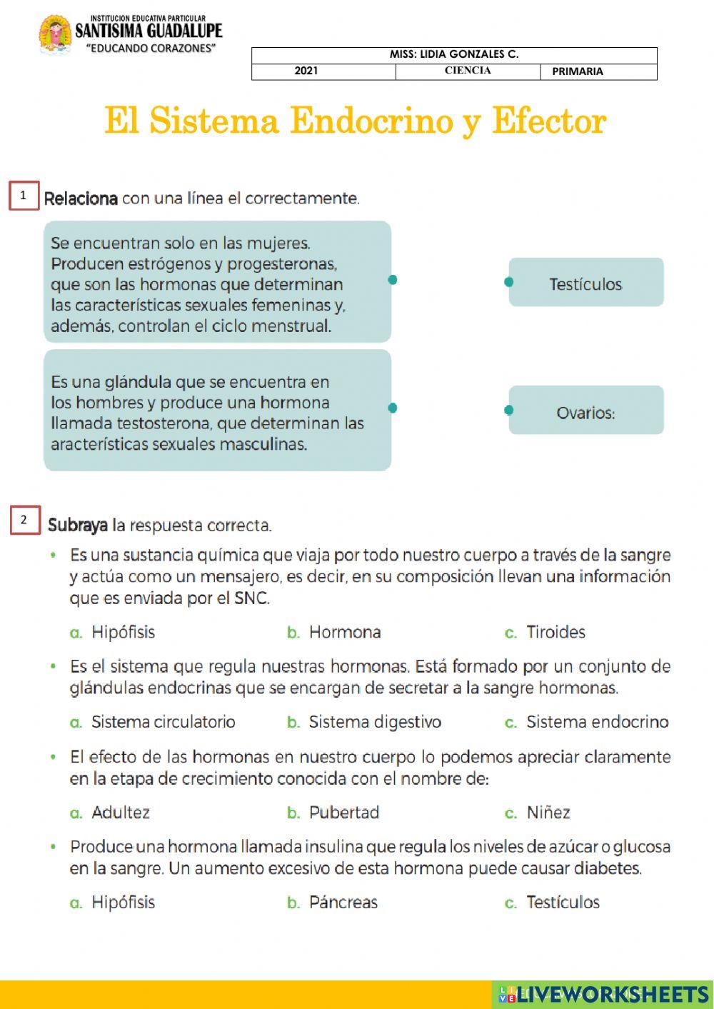 Sistema endocrino y efector