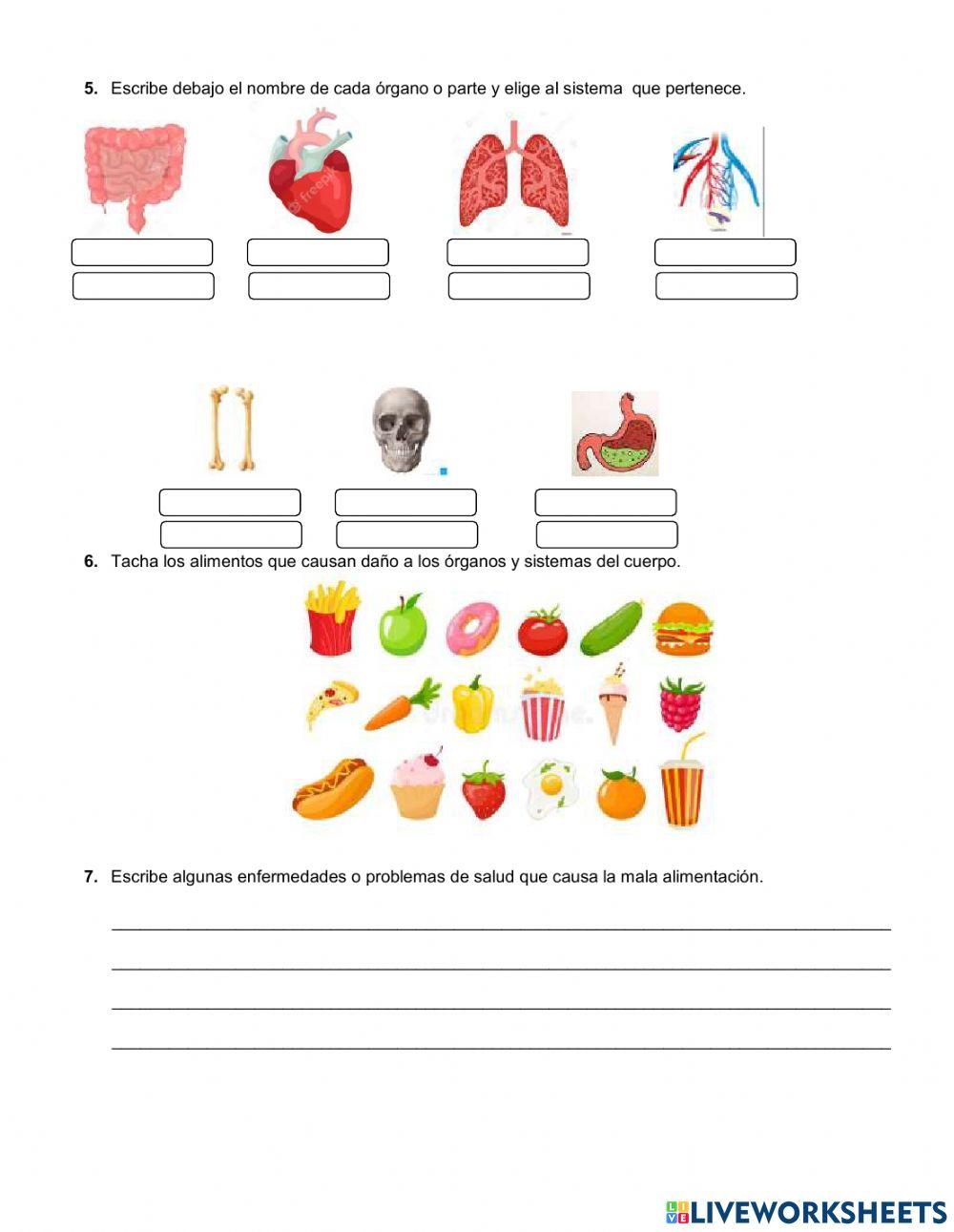 Animales y el cuerpo humano