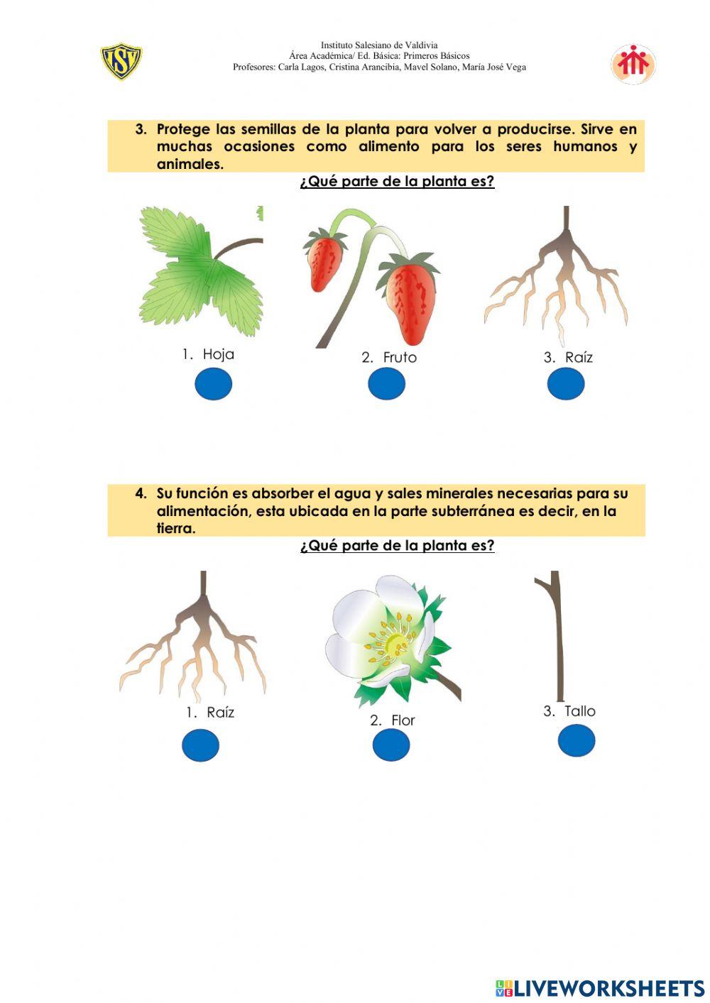Evaluación Ciencias Naturales - Primeros básicos