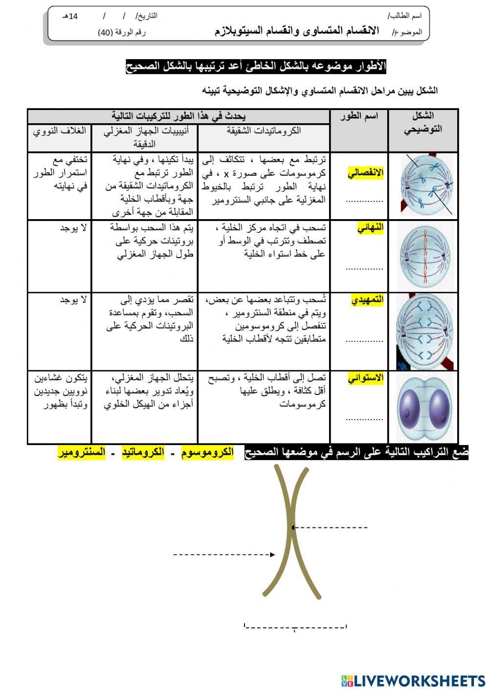 ورقة 40تفاعلية3