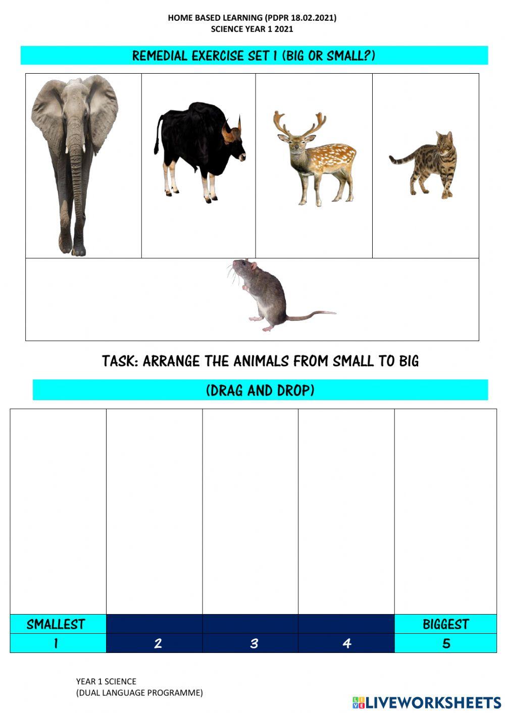 YEAR 1 SICENCE BIG OR SMALL 1220495 | Jerry Pui | Live