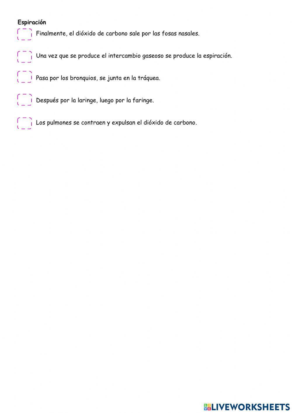 Sistema Respiratorio