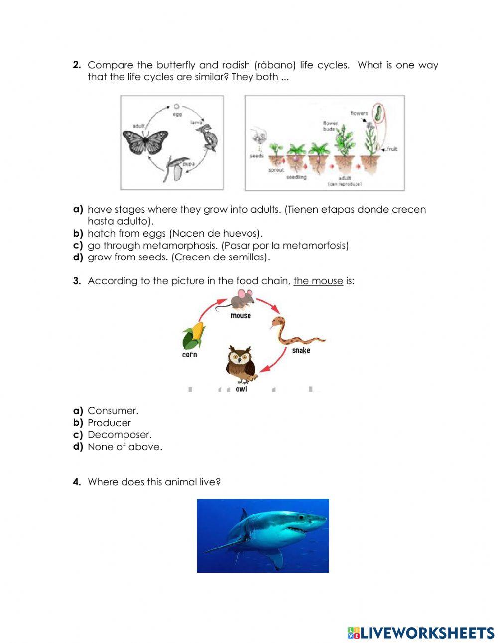 Final exam fourth grade