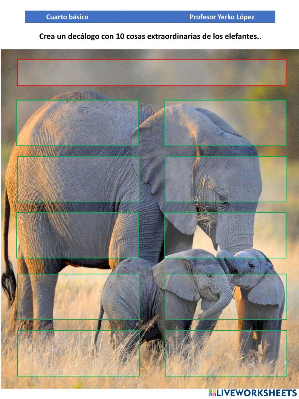 Decalogo elefante