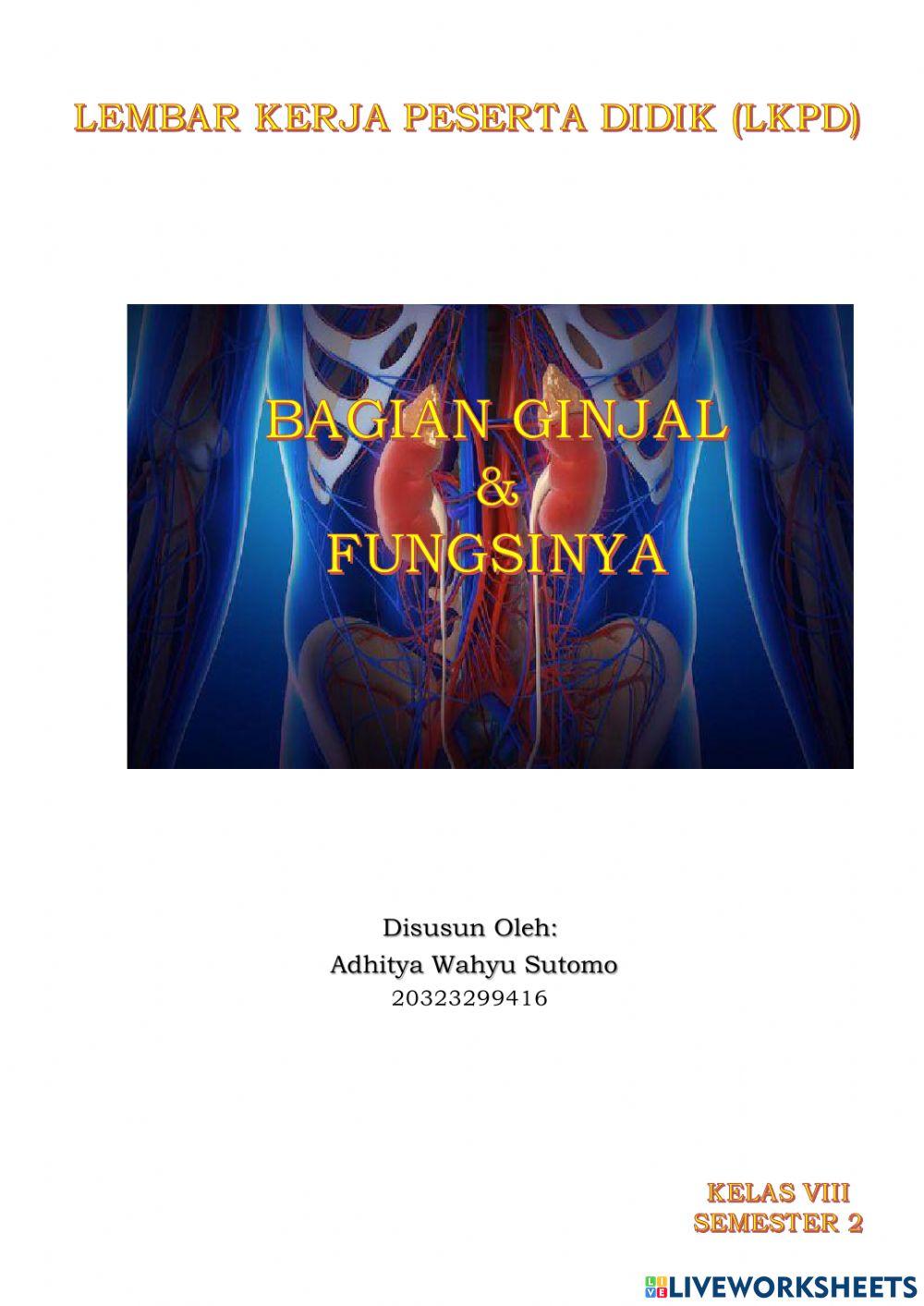 Sistem Ekskresi Ginjal