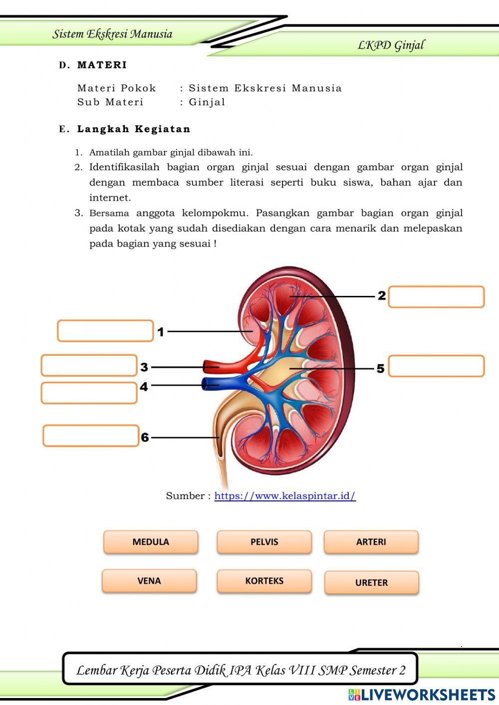 Sistem Ekskresi Ginjal
