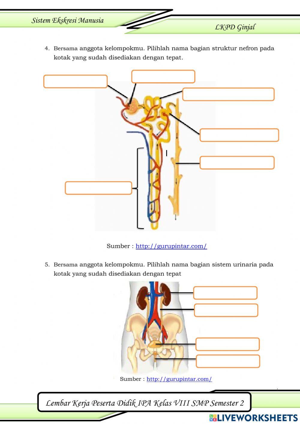 Sistem Ekskresi Ginjal