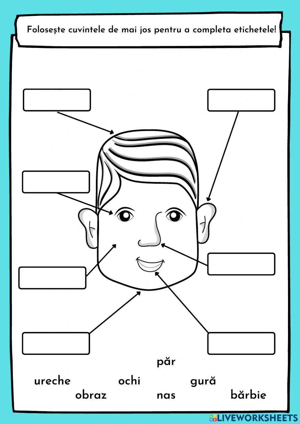 Elemente de detaliu ale schemei corporale