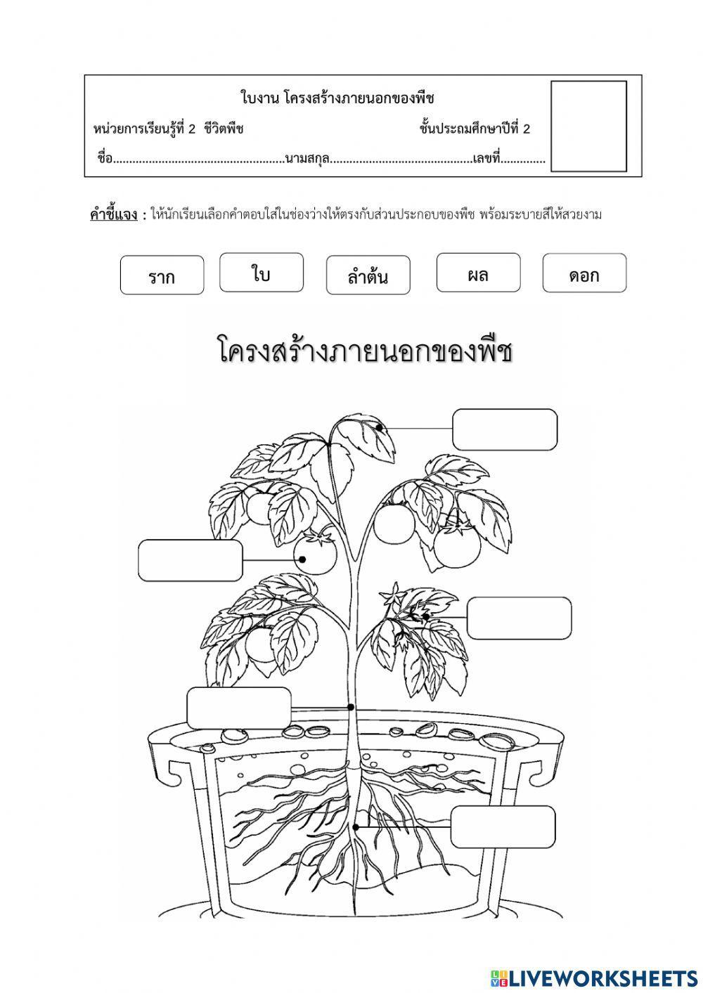 โครงสร้างภายนอกของพืช