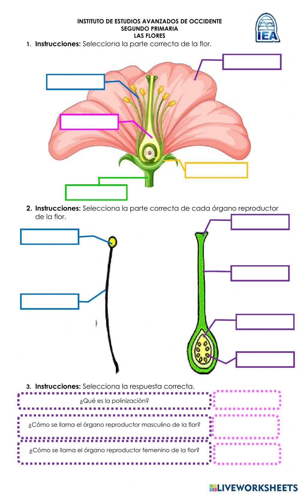 Partes de la fl… | Free Interactive Worksheets | 1221212, image size:1000x1643